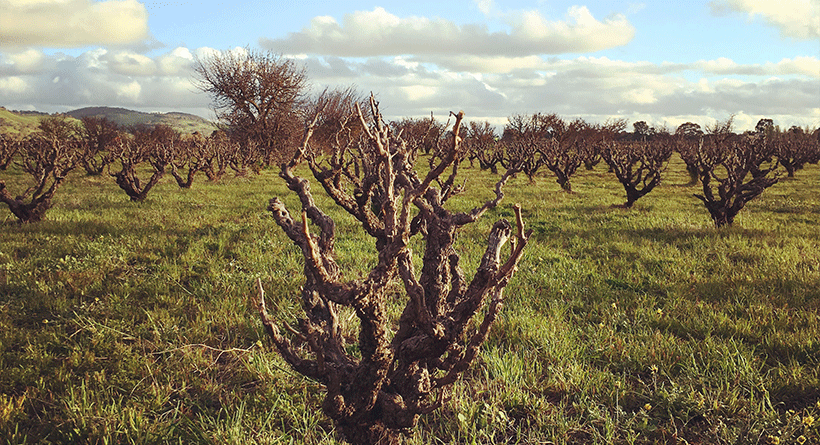 Smallfry Wines Vineyard