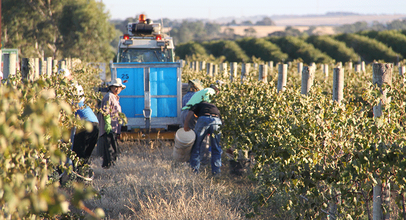 Smidge Wines Vineyard