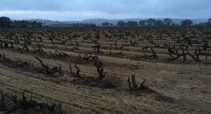 Spinifex Vineyard