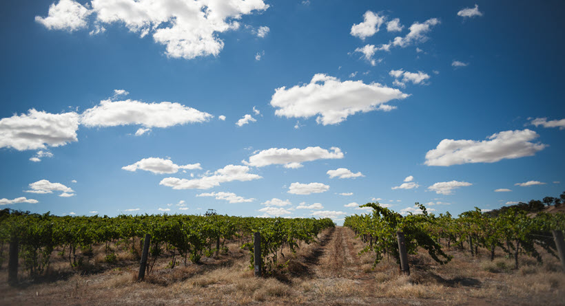 Stone Bridge Vineyard