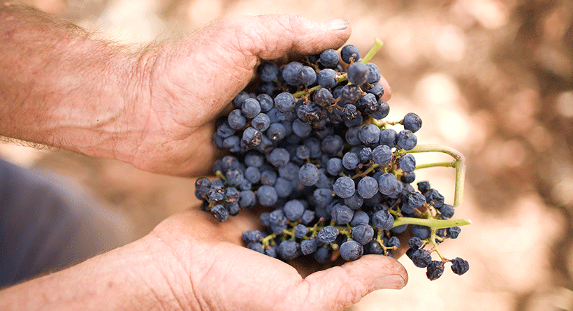 Torbreck Grapes