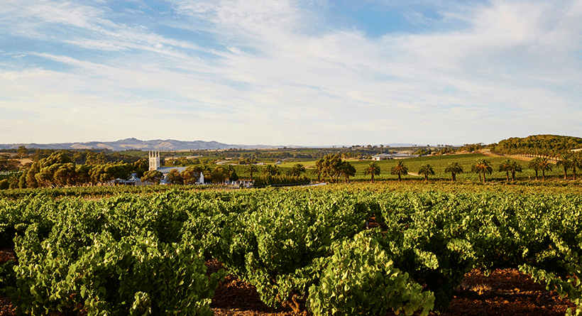 Torbreck Vineyard