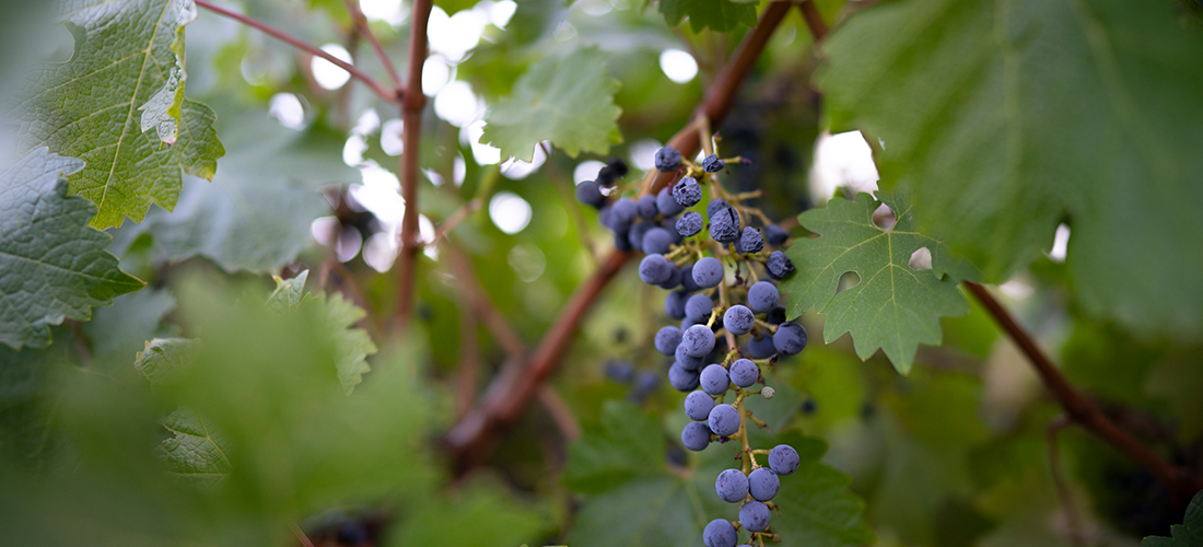 Woodvale grapes