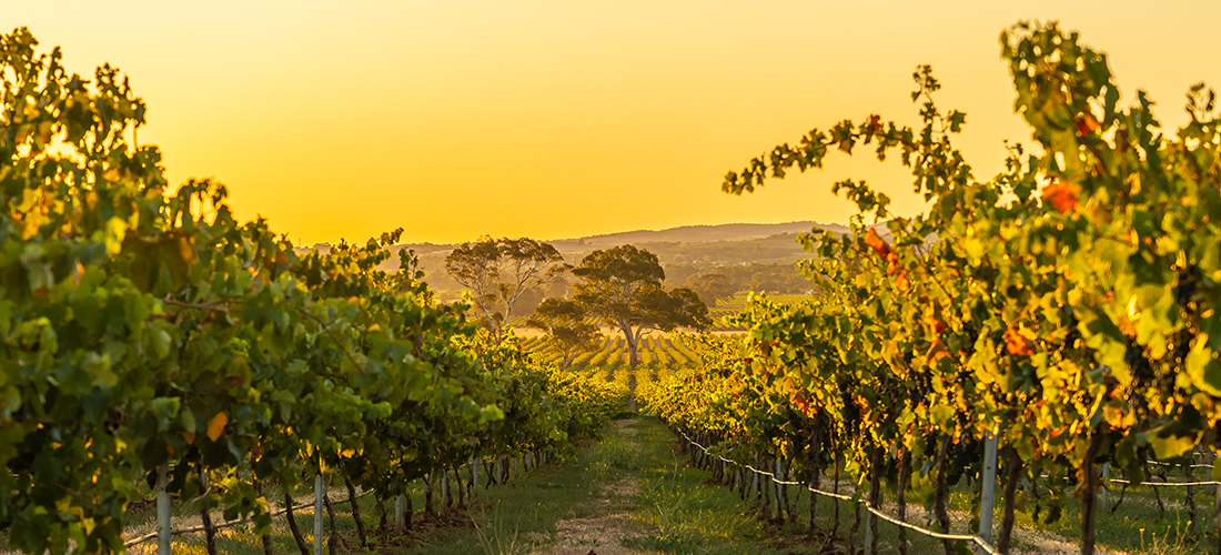 Yalumba vineyards