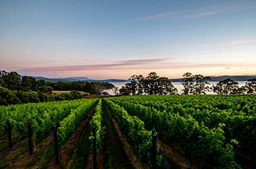 Mewstone vineyard and the sky at dusk in the background
