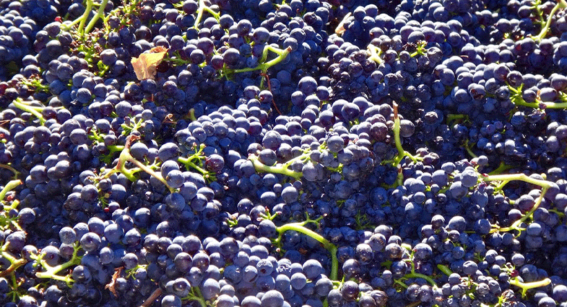 Freycinet Harvest