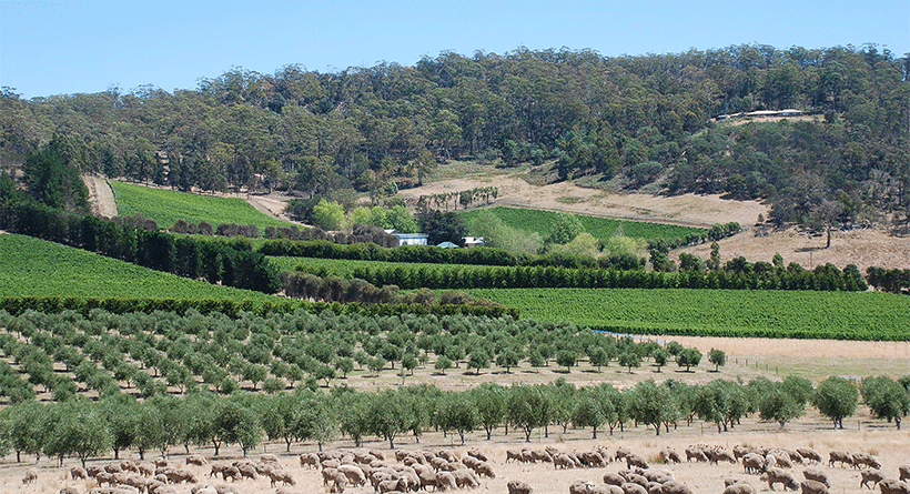 Freycinet Vineyards