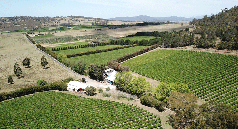 Freycinet Vineyards