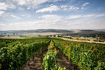 Meadowbank Wines