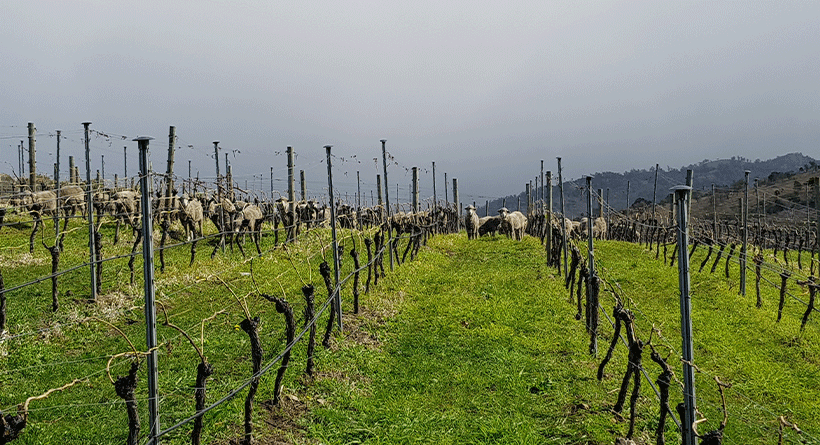 Pooley Wines Vineyard