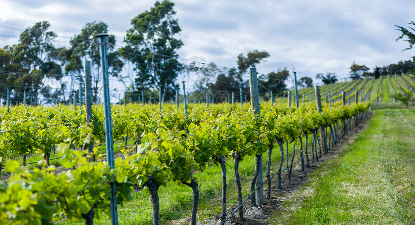 Pooley Wines Vineyard