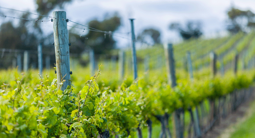 Pooley Wines Vineyard