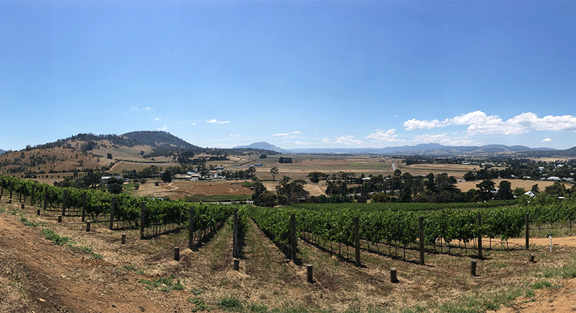 Pooley Wines Vineyard