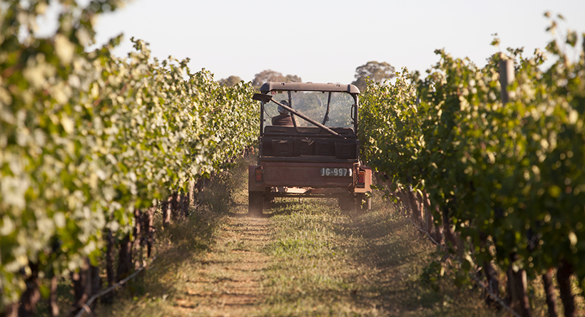 Box Grove Vineyard