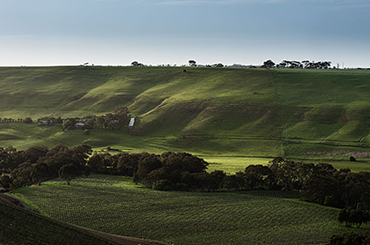 Clyde Park Vineyard