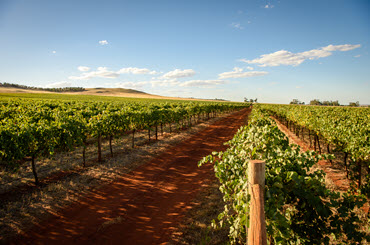 Ellis Wines