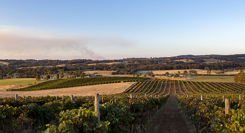 Fighting gully vineyard