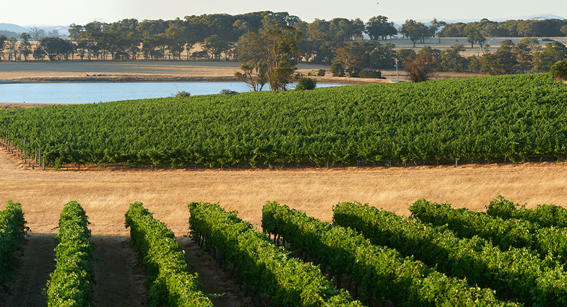 Fowles Wine Vineyard