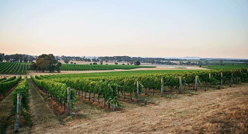 Fowles Wine Vineyard