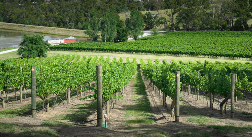 Medhurst Vineyard