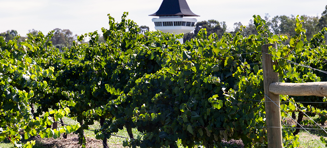 Mitchelton vines