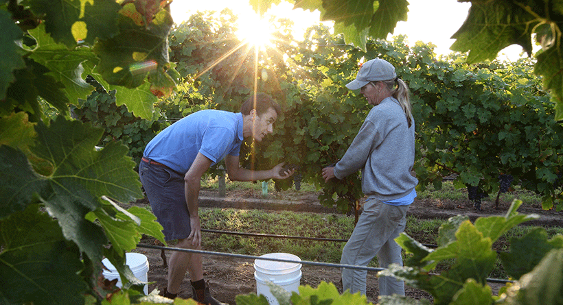 Oakdene Harvest