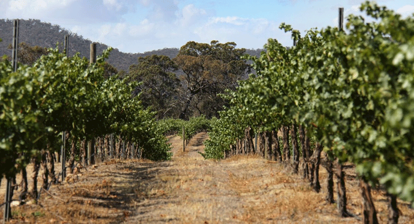 Bigibila Wines Vineyard