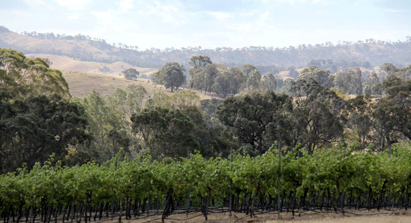 Bigibila Wines Vineyard