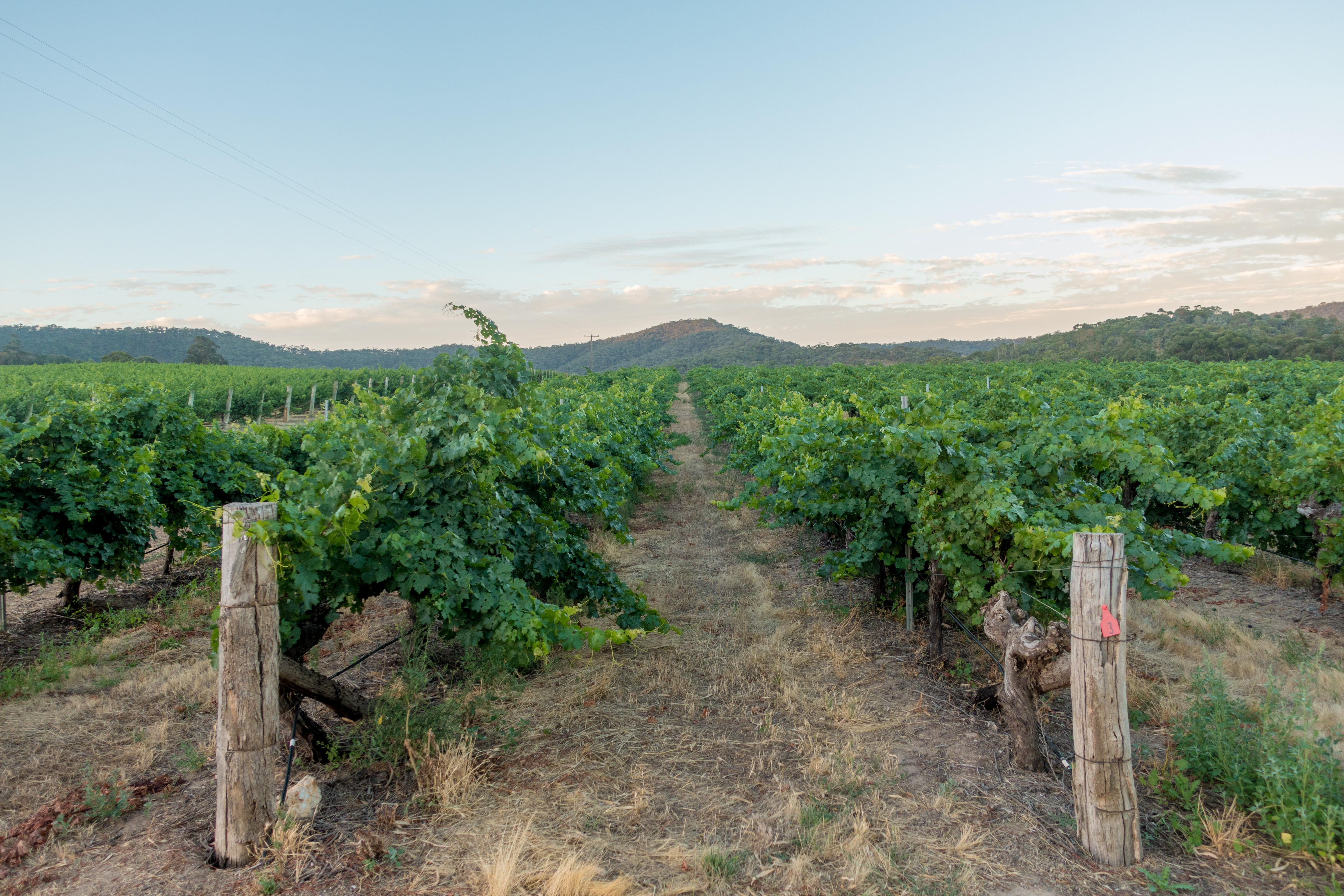 Taltarni Estate Vineyard