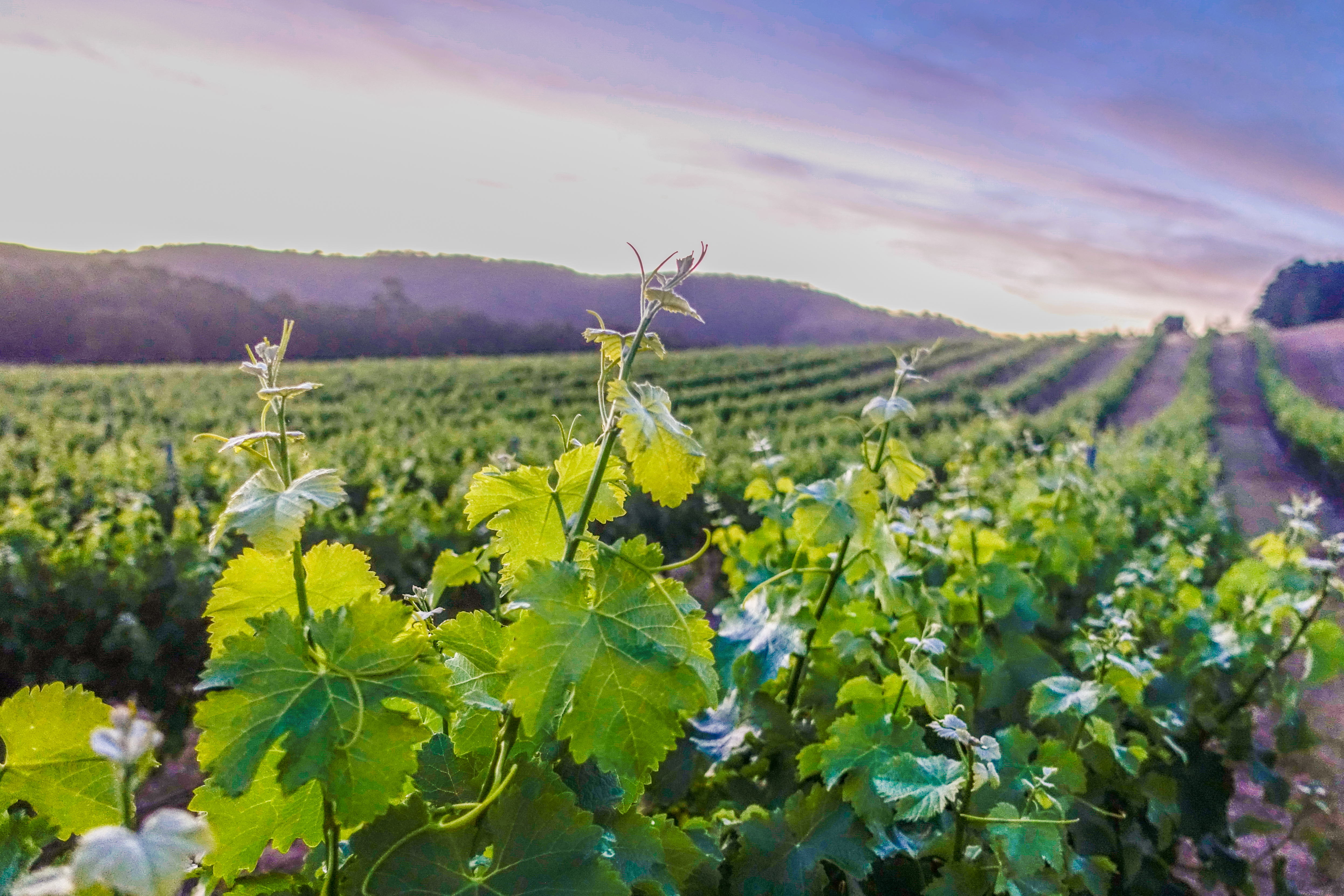 Taltarni Estate Vineyard