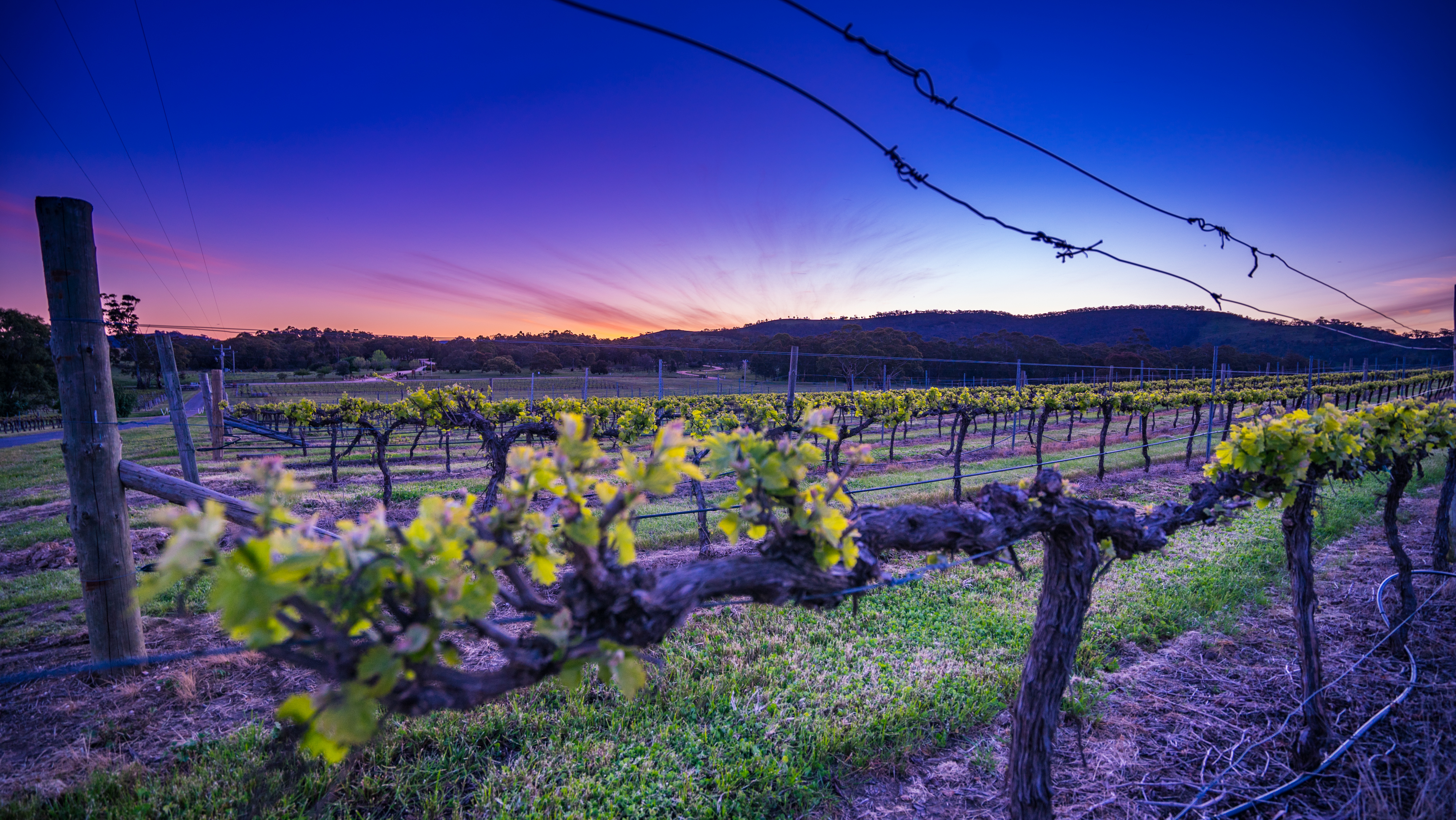 Taltarni Estate Vineyard