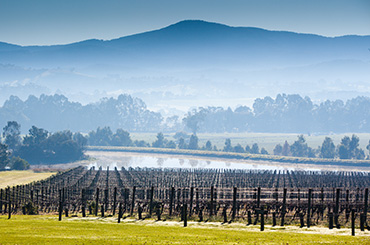Yarra Valley vineyard