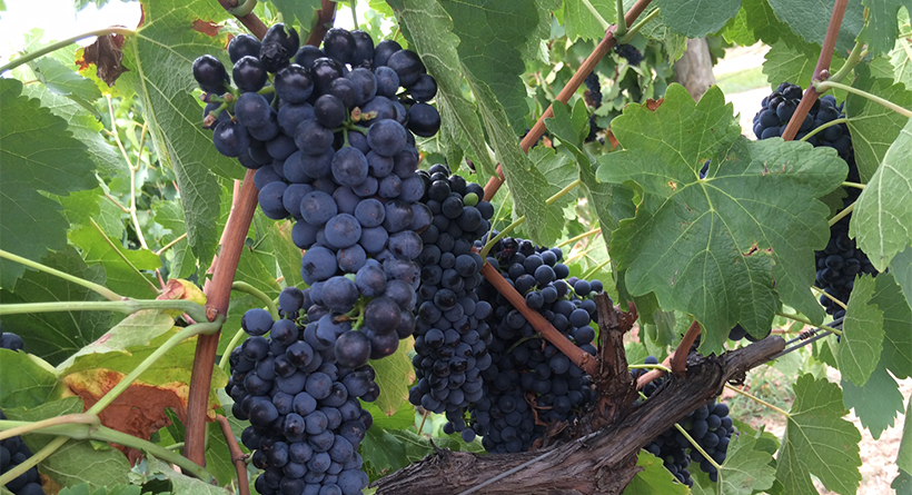 Ulupna grapes