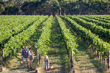 Weathercraft vineyard