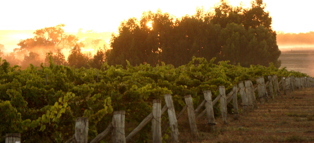 Alkoomi vineyard