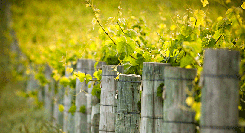 Bellarmine Vines