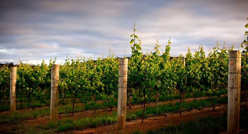 Bellarmine Vineyard