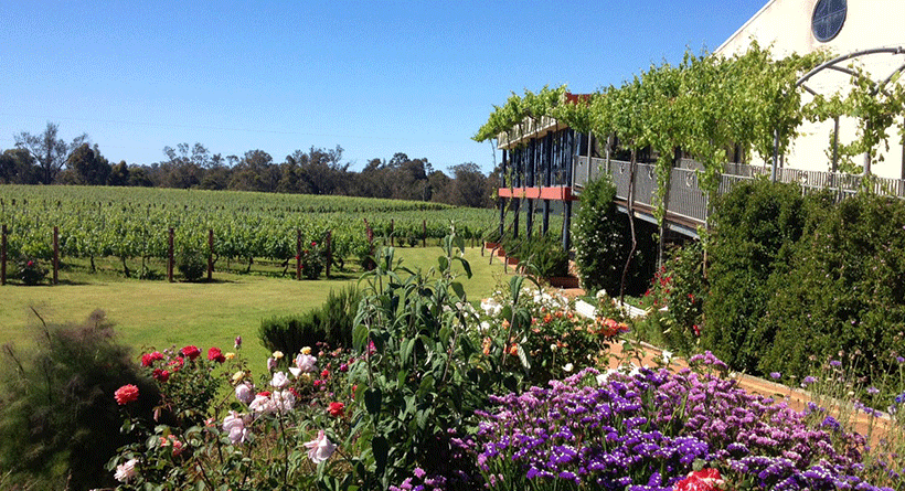 Capel Vale Vineyard