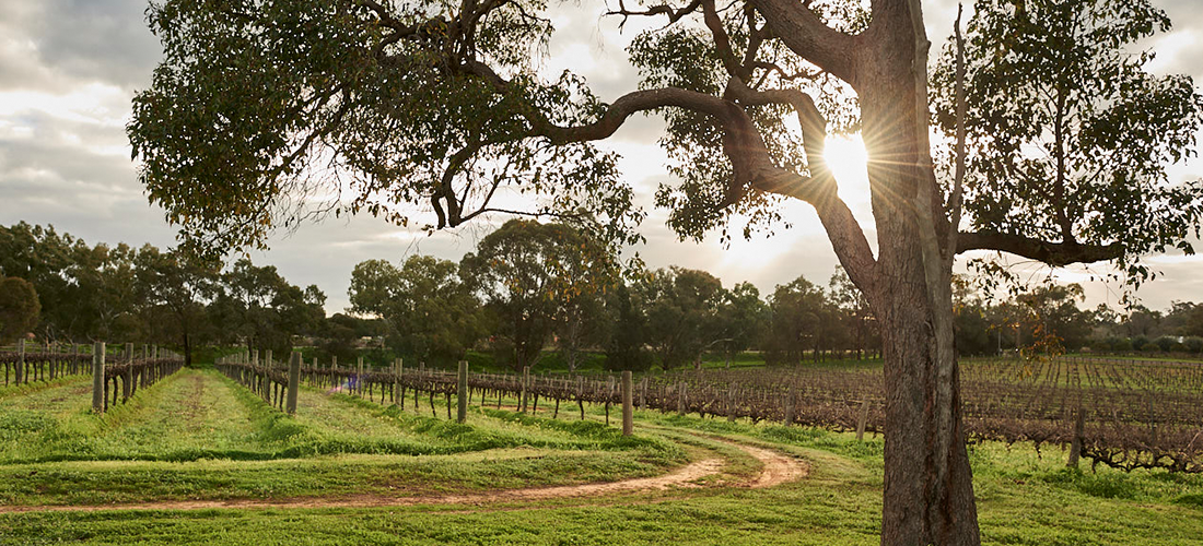 Vines at Corymbia