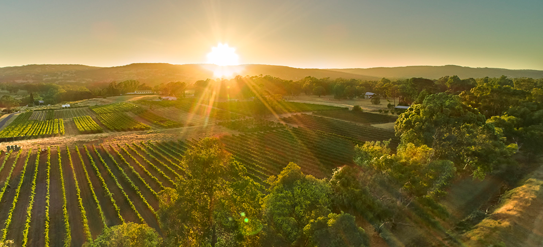 Sunset over Corymbia