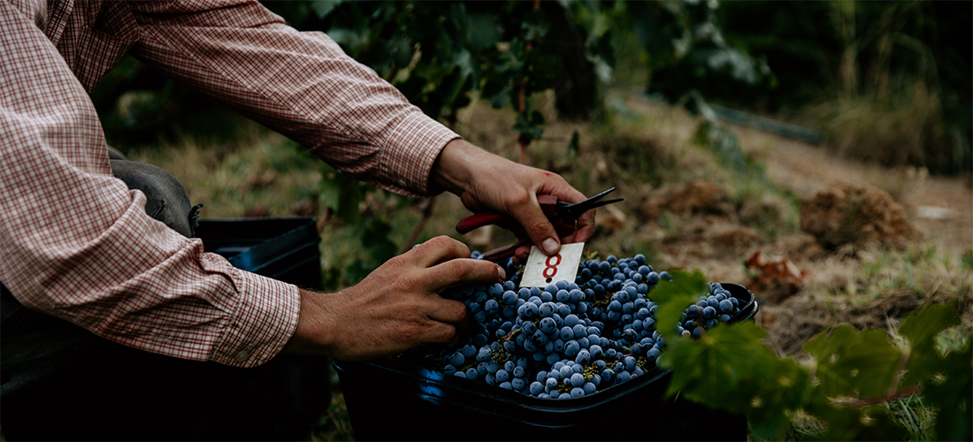 Grapes at Coughlan Estate