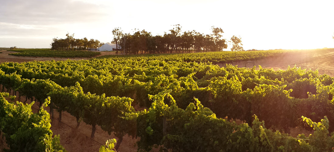 Frankland Estate Vineyard