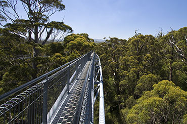 The Valley of the Giants Treetop Walk