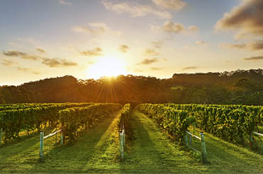 Great Southern wine region