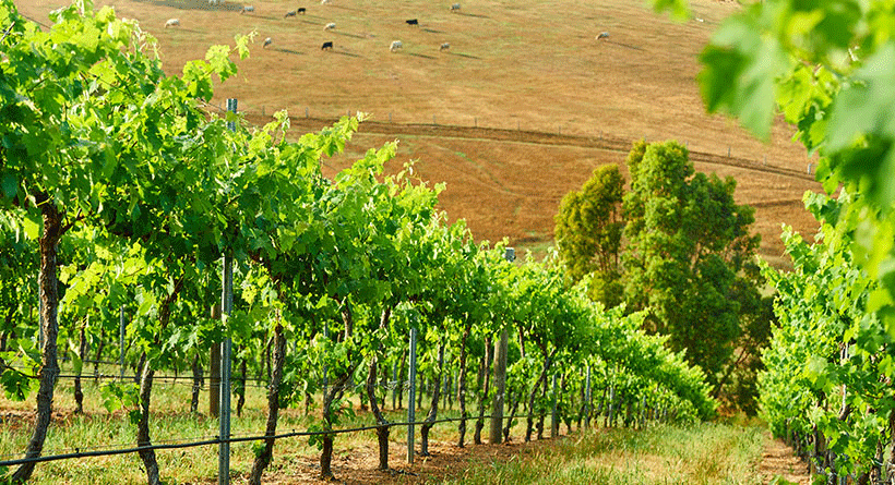 Millbrook Vineyard