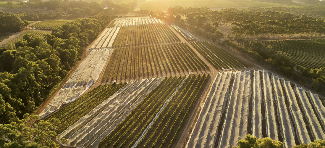 Moss Wood vineyard