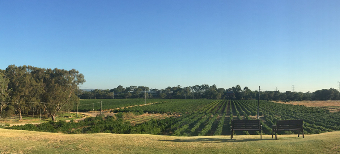 RiverBank Estate vineyard