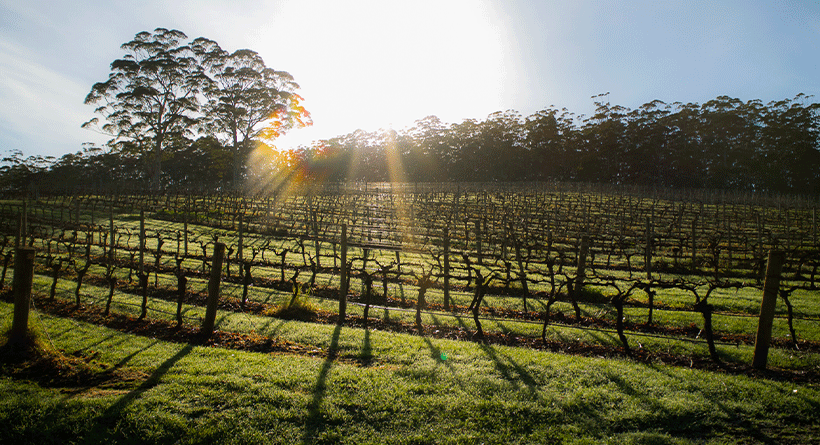 Rockcliffe Vineyard