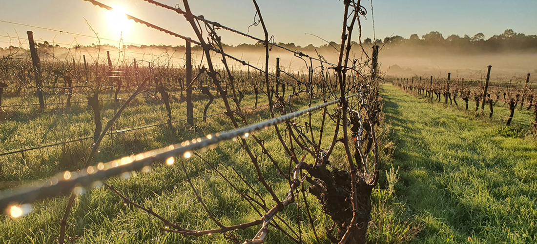 Vines at St Johns