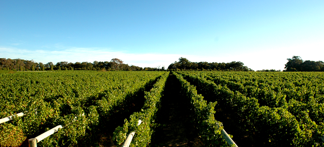 Thompson estate vineyard